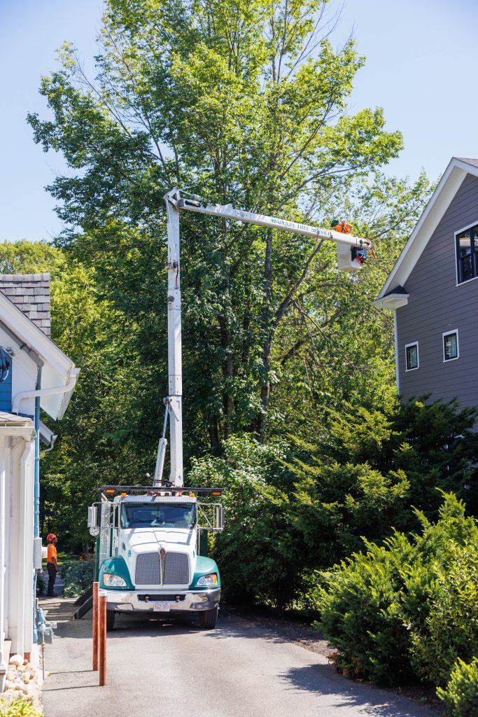 Bucket truck used for high branch pruning