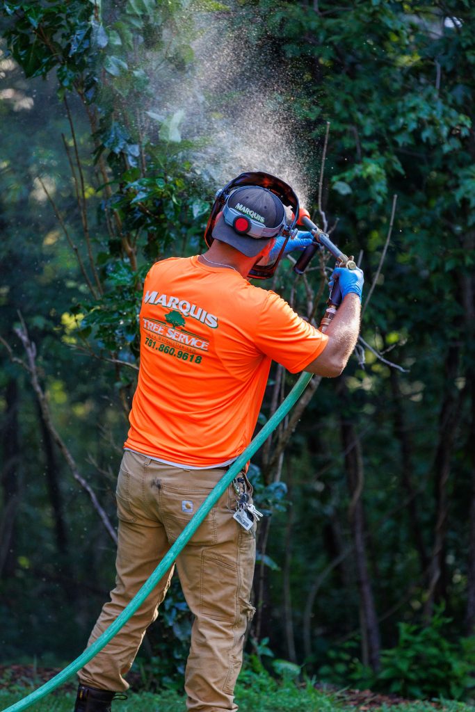 Marquis team member spraying a tree with a solution for pests