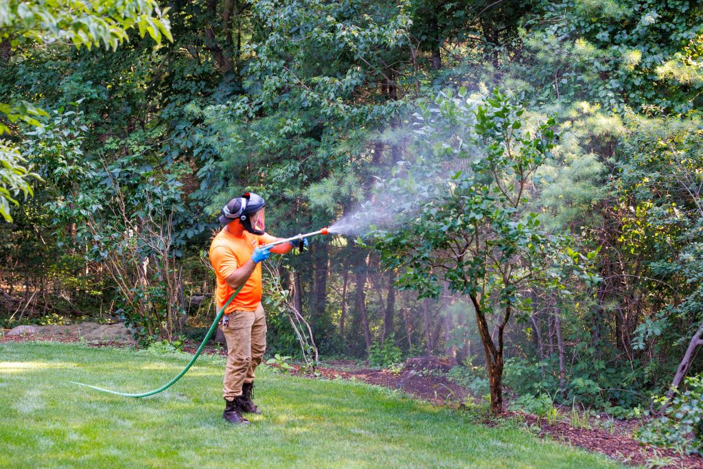 team member spraying tree for tree health care