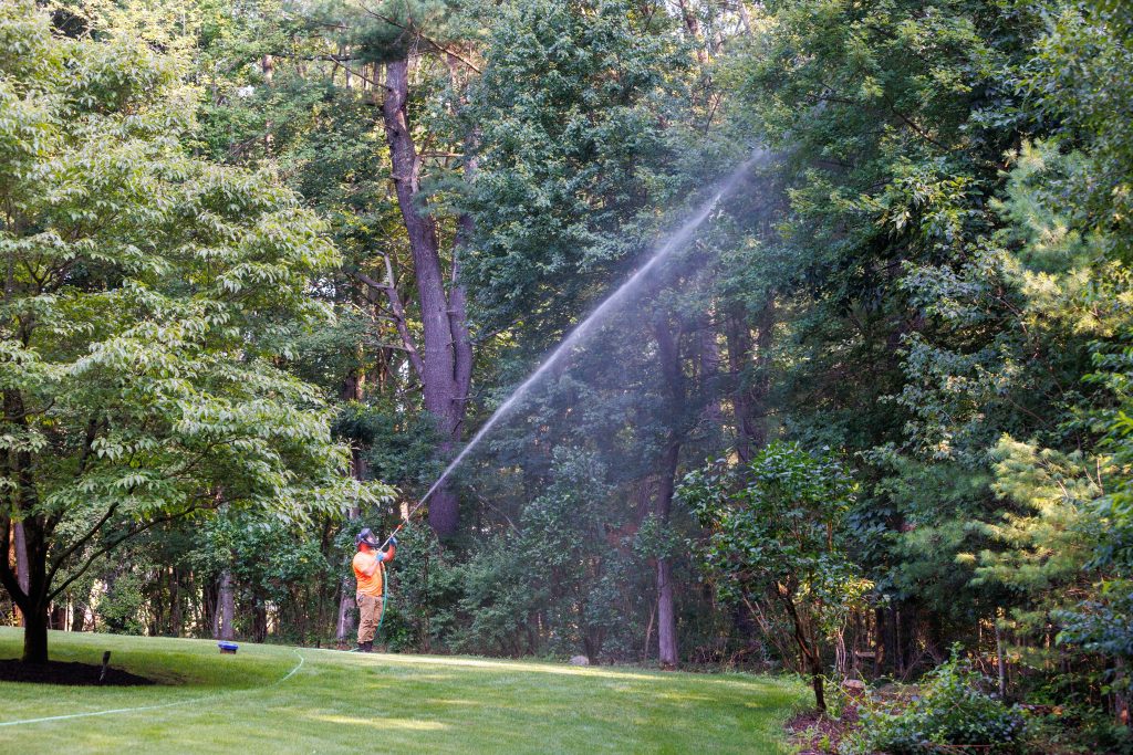 Marquis employee spraying tree from up high for health care