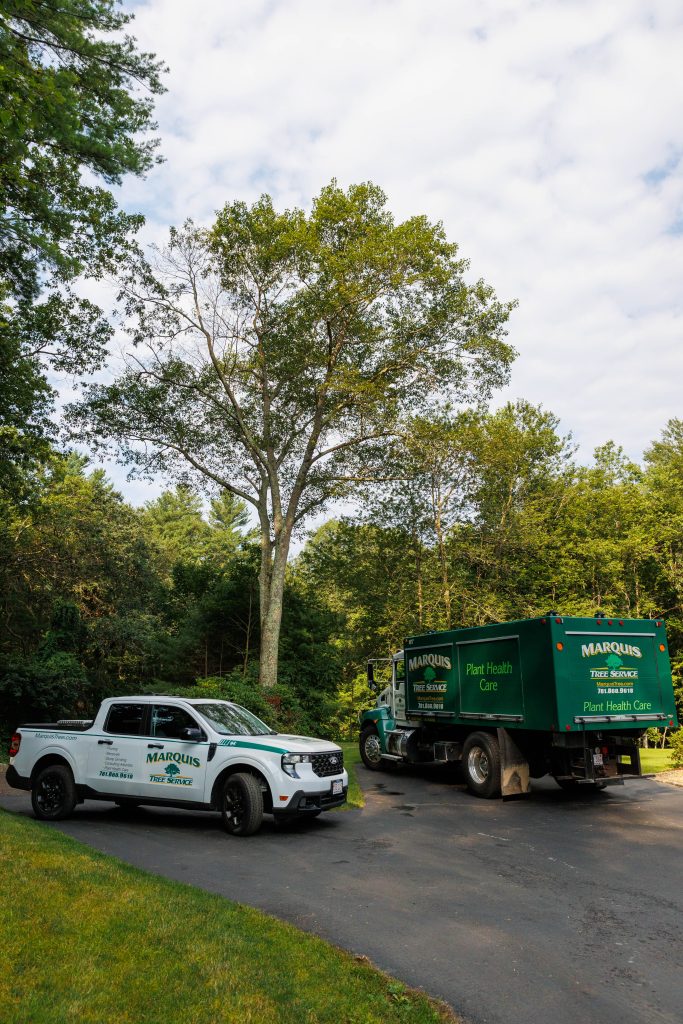 Marquis plant health care crew outside a driveway