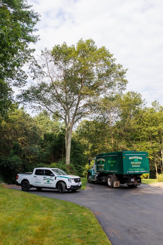 Marquis plant health care crew outside a driveway