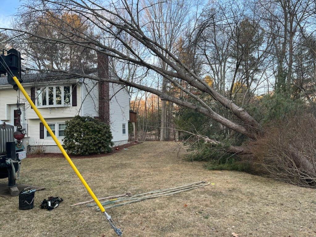 Emergency tree removal near residence home