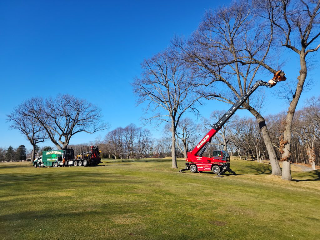 Marquis Tree Service working on golf course trees