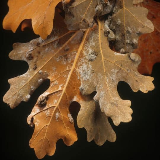Oak tree with visible signs of wilt disease