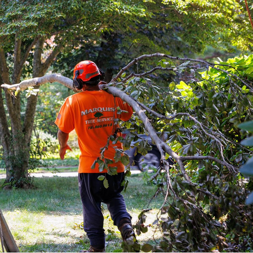 Tree service crew removing tree from front yard home