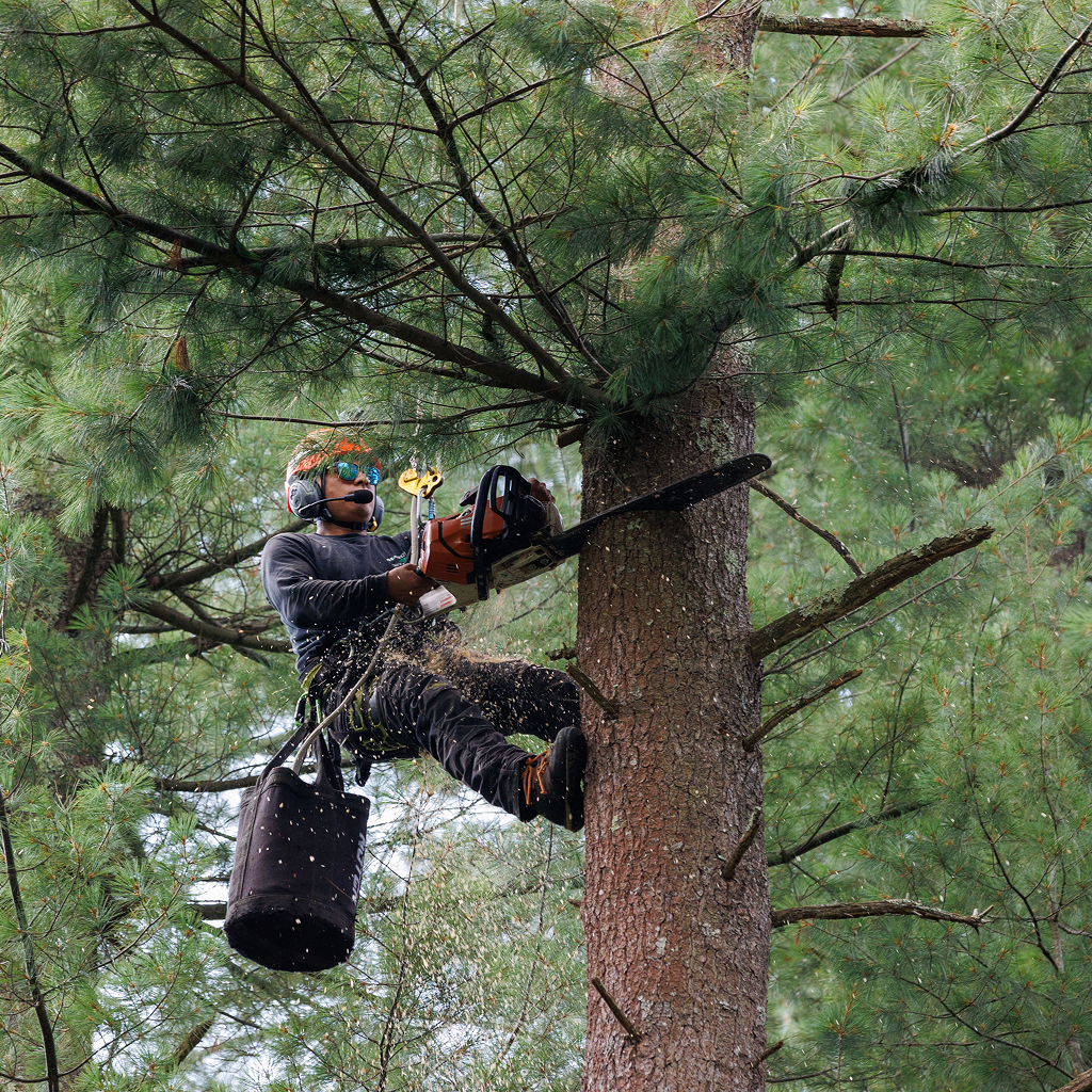 Crew member wearing ear protection, gloves, and eye shield during tree removal