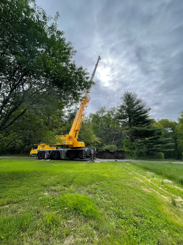 Crane used for tree removal