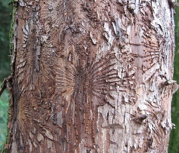 Tree with a disease that damages tree skin