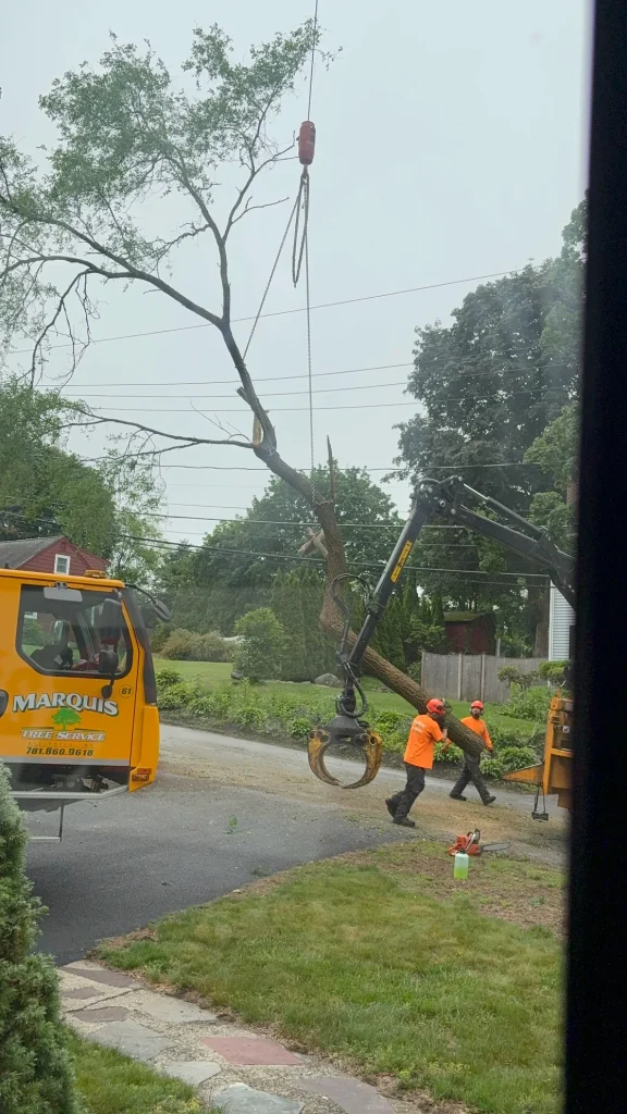 Team members removing tree from neighborhood
