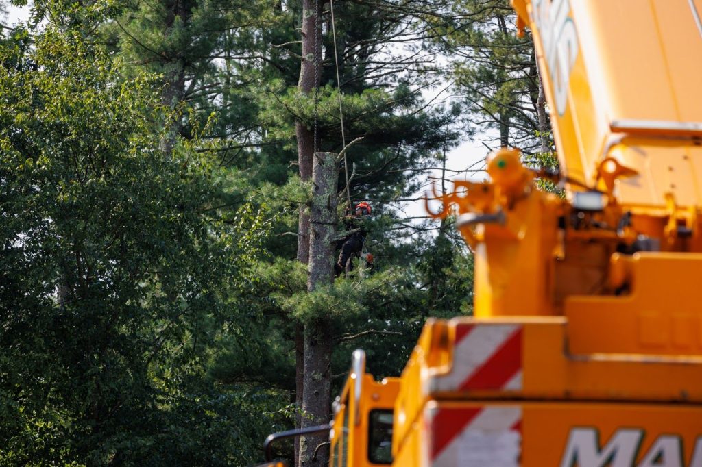 Team member trimming tree with equipment like ropes