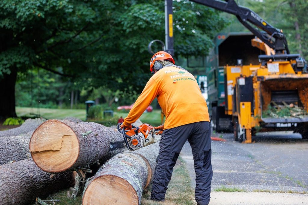 Cutting down tree trucks with a chainsaw